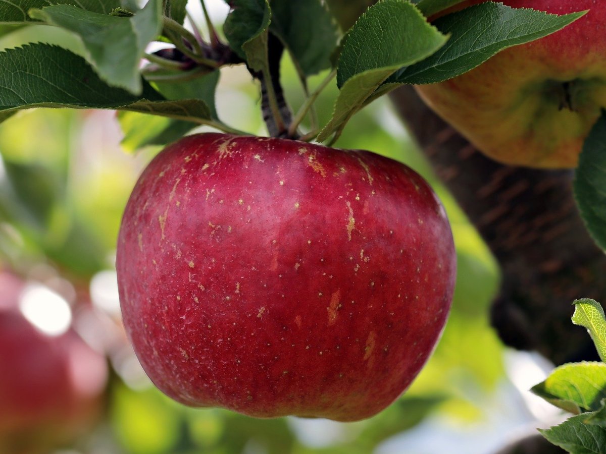 Apples weren’t originally for eating